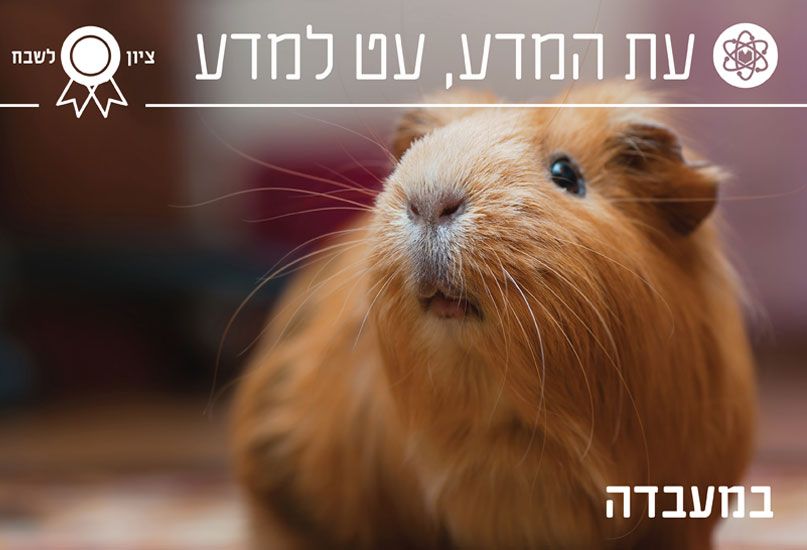 תמונת כותרת